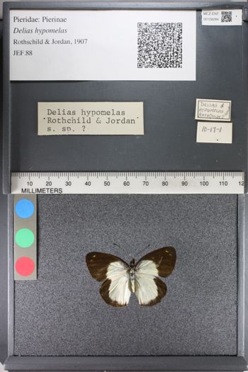 Media type: image;   Entomology 128284